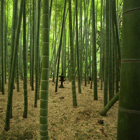 龍岩の巨大な竹林！ 驚異的な自然と神秘的な雰囲気を満喫せよ！