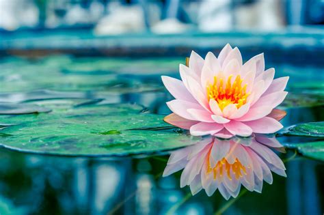  蓮花池！古代の美しさを秘めた、水と緑の楽園！